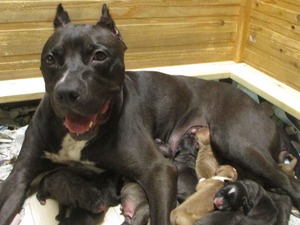 ナナ子犬0823 051