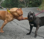 pit 7720