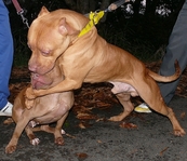 pit 6407