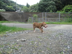 蜂の巣駆除 016