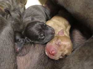 ナナ子犬0823 065