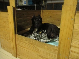 ナナ子犬0823 001