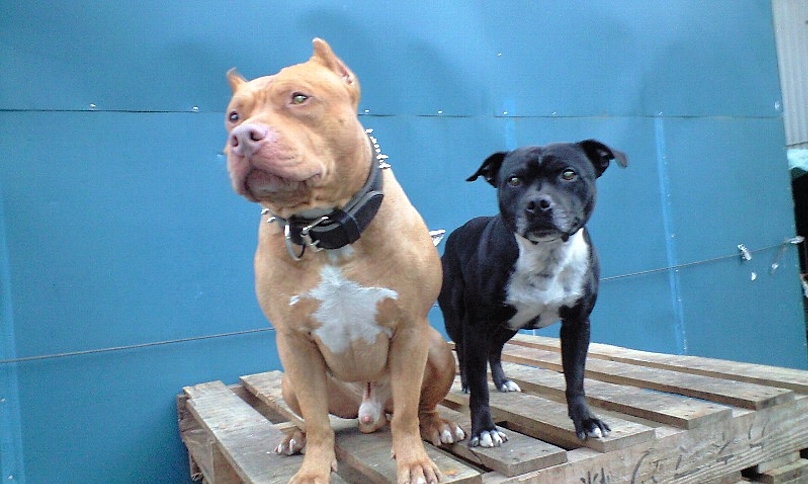 アメリカンピットブルテリア ブリーダー Moonbay Mazda Blog ピット スタッフィーのナイスショット