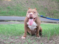 pit 009