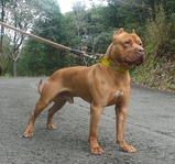 pit 7702
