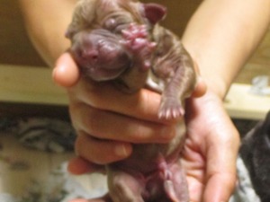 ナナ子犬0823 010