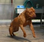 pit 8295