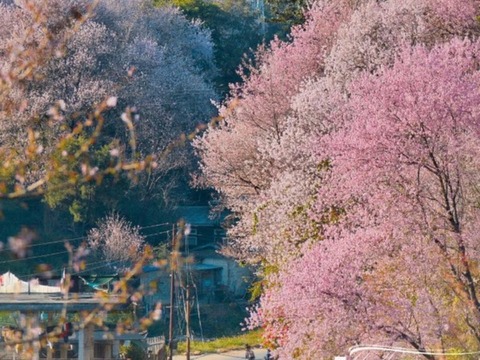 Cherryblossom4