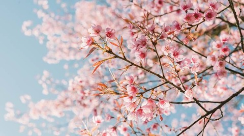 cherry-blossoms3