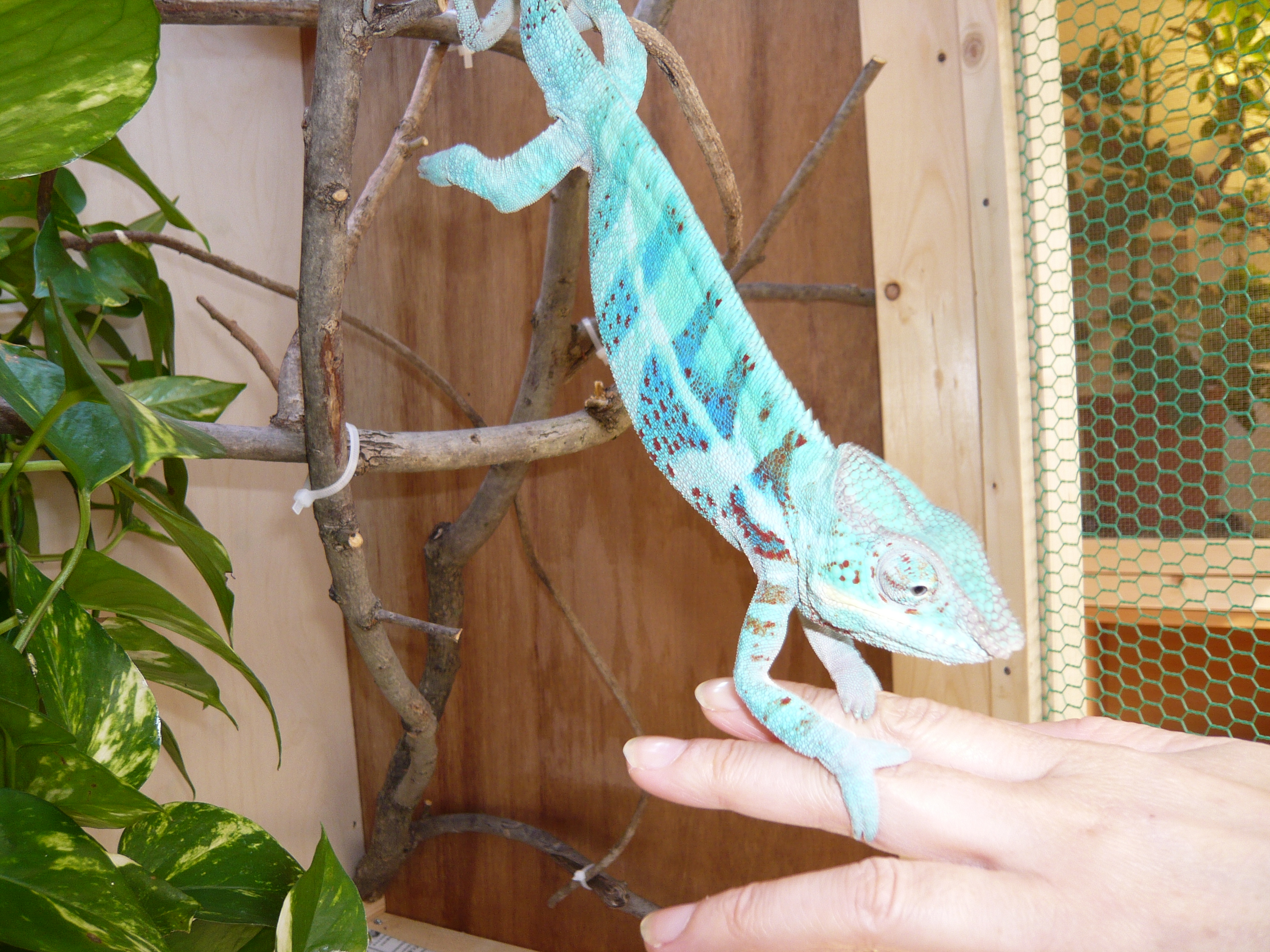 懐く ｶﾒﾚｵﾝじゃけん