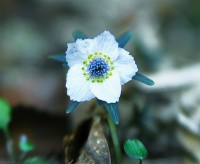 セツブンソウ 1-.jpg セツブンソウ 1-.jpg