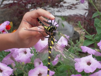 s-20080616083.jpg s-20080616083.jpg