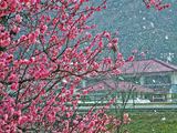ume
