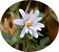 ユキワリイチゲ 1-.jpg ユキワリイチゲ 1-.jpg