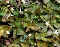 2011 ゆきわりいちげ-2.jpg 2011 ゆきわりいちげ-2.jpg