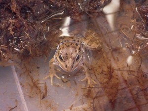 だるまがえる.jpg だるまがえる.jpg