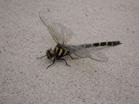 s-20080616084.jpg s-20080616084.jpg