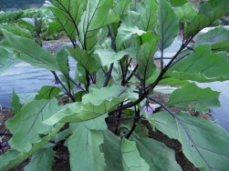 s-20080824470.jpg s-20080824470.jpg