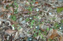 セツブンソウ-.jpg セツブンソウ-.jpg