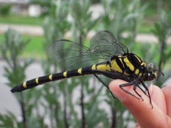 s-20080616085.jpg s-20080616085.jpg