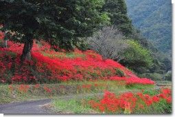 羽場の彼岸花.jpg 羽場の彼岸花.jpg