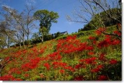 お寺の前.jpg お寺の前.jpg