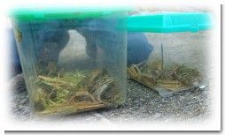 カエル.jpg カエル.jpg