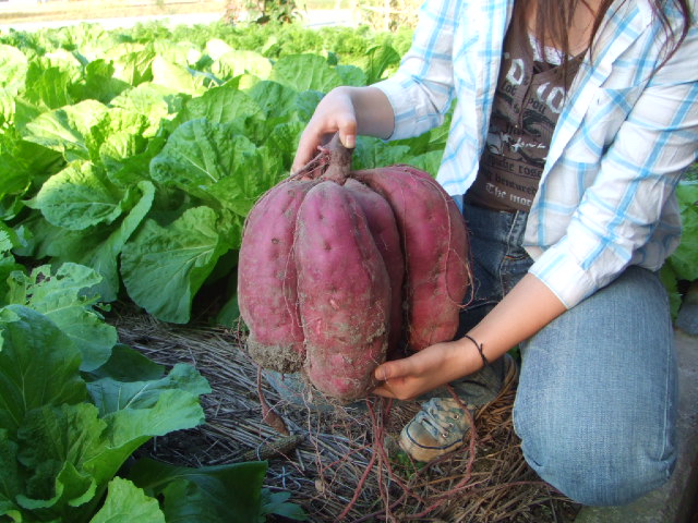 ���Ĥޤ���