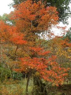 京極准后