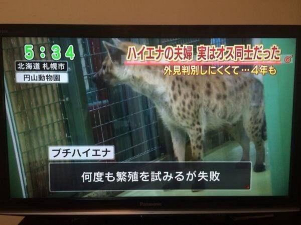 札幌の動物園職員「何回交尾させても妊娠せーへんな…」←♂同士をカップリングしていた事が判明