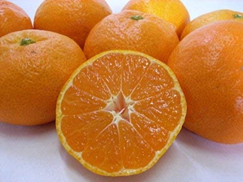 ｆｄｆ41rkK9RRi2L._AC_