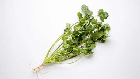 img_cilantro_main