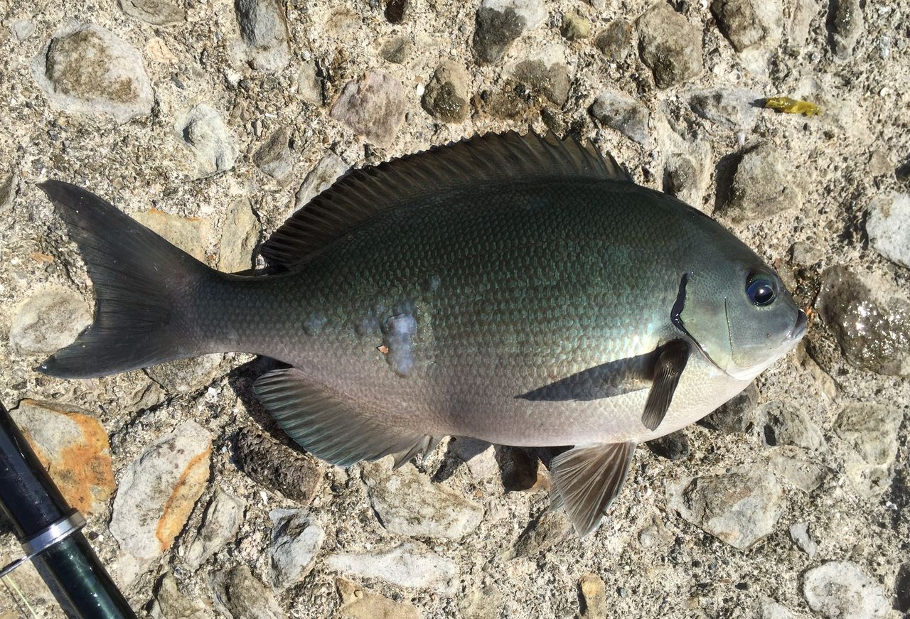 上五島 今年の釣行を写真で回顧 釣り人の聖地 上五島 今年の釣行を写真で回顧 釣り人の聖地