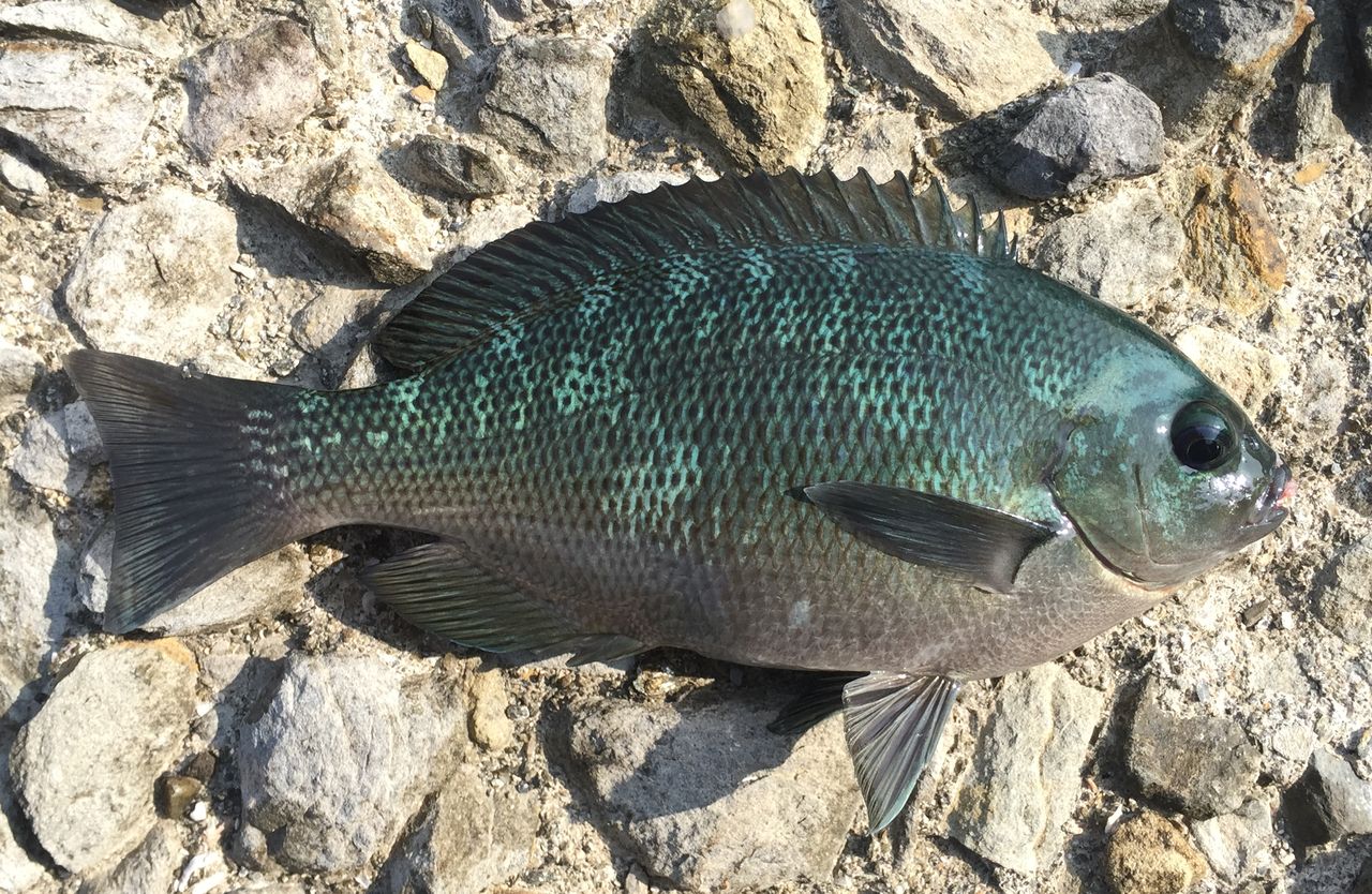 島でのターゲット メジナ クロ 釣り人の聖地 島でのターゲット メジナ クロ 釣り人の聖地