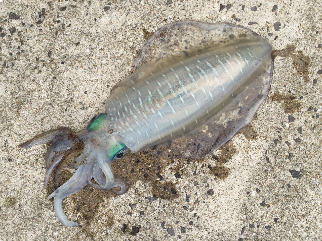 アオリイカの秋 上五島 釣り人の聖地