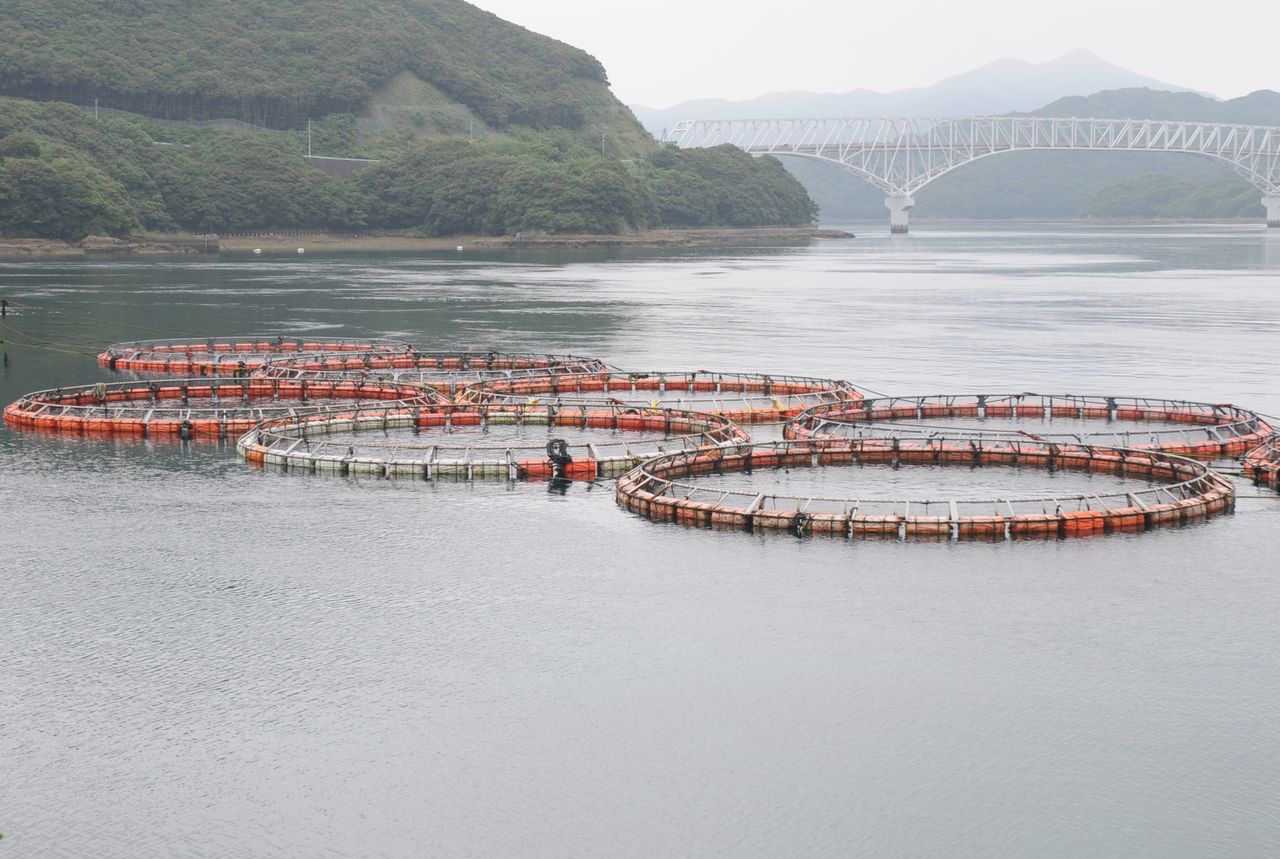 大物の住家 養殖のいけす周り 釣り人の聖地 大物の住家 養殖のいけす周り 釣り人の聖地