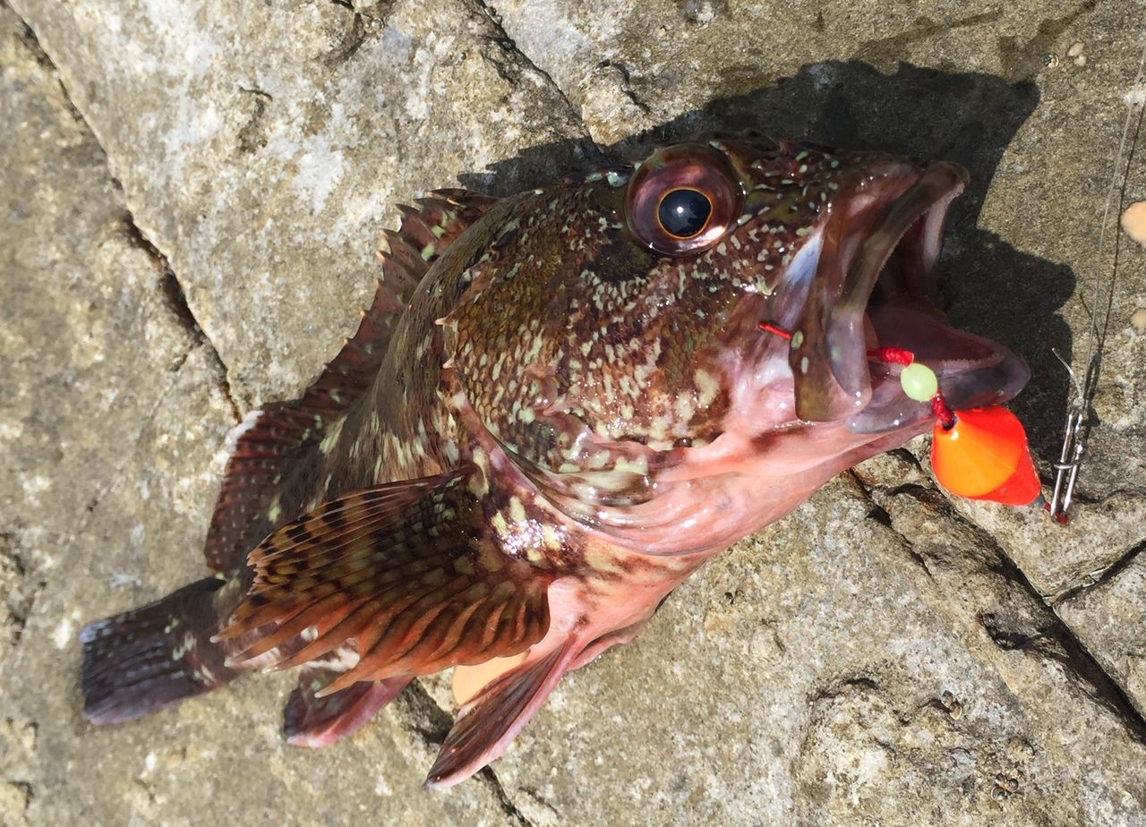 イカの切り身でカサゴ釣り 釣り人の聖地 イカの切り身でカサゴ釣り 釣り人の聖地