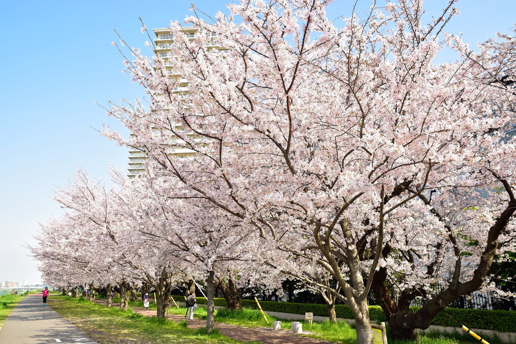 多摩川 ガス橋 の桜 16年4月 とおまけ 後藤健太郎のブログ