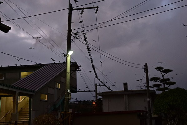 DSC_0981