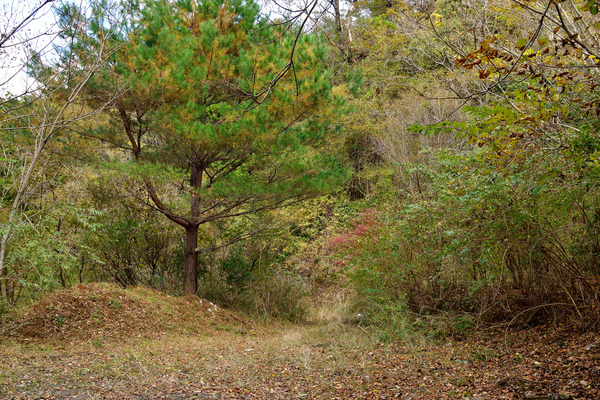 DSC_0513