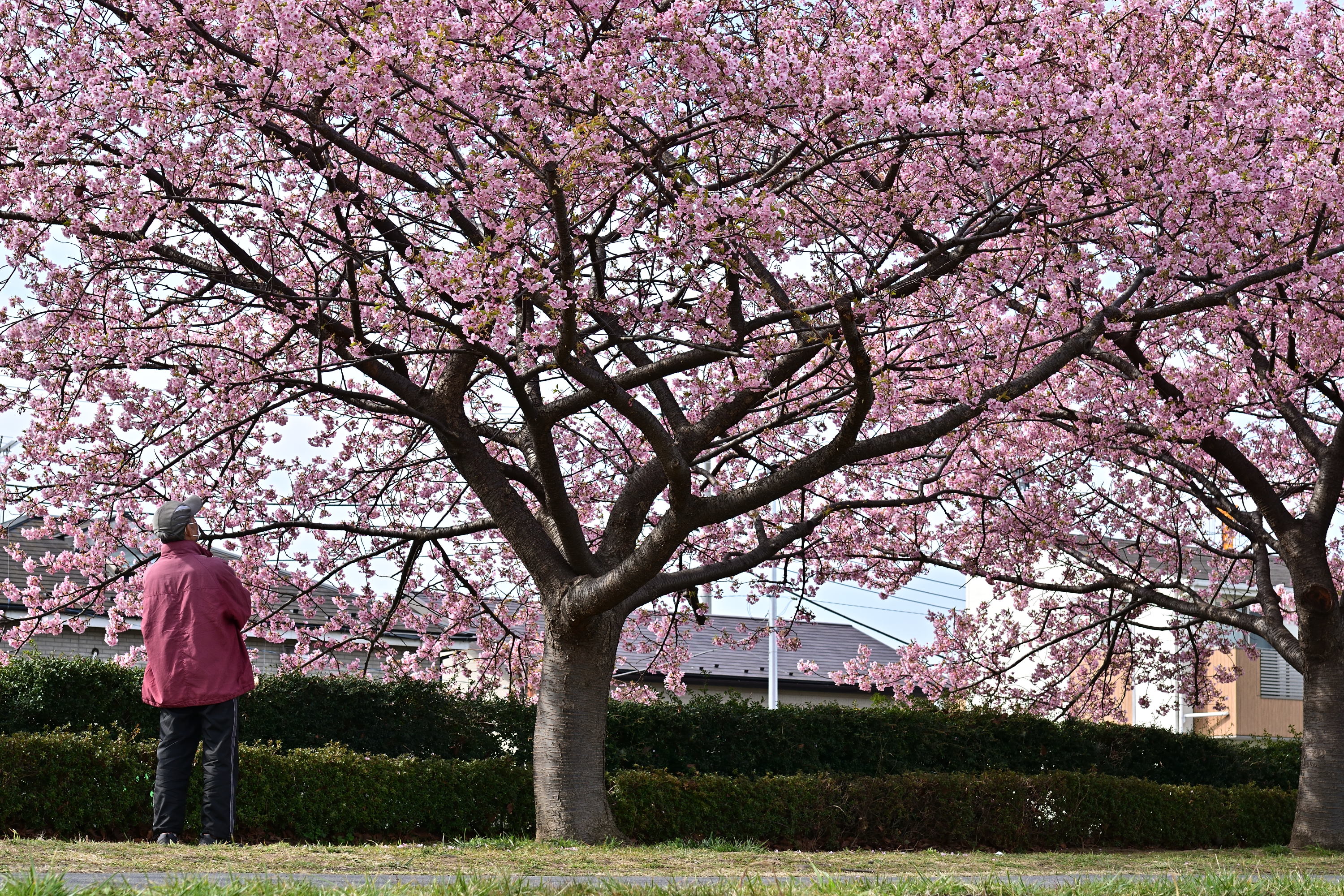 多摩川の河津桜 年 後藤健太郎のブログ