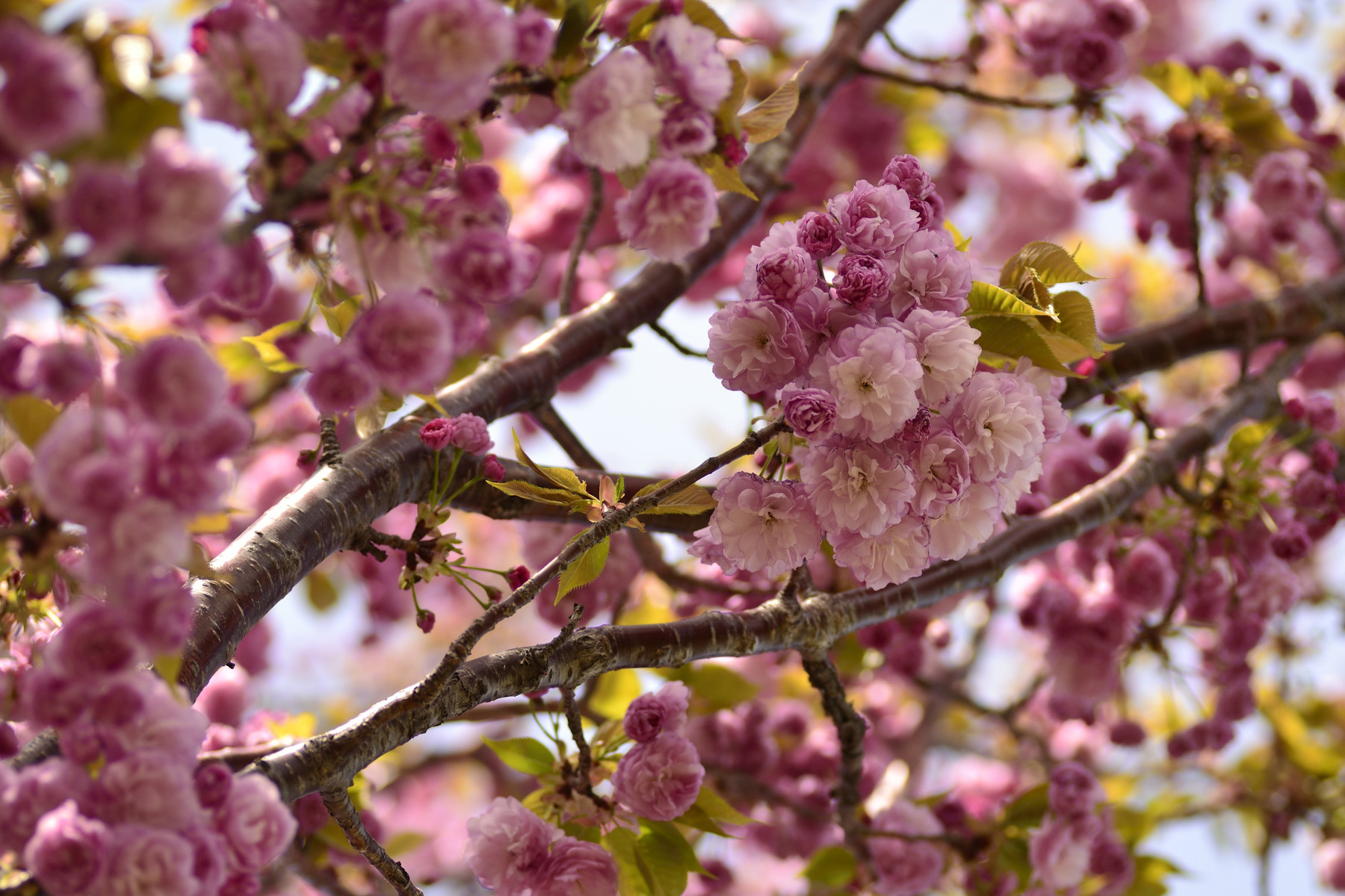 多摩川と二ヶ領用水の桜いろいろ 14年4月 後藤健太郎のブログ