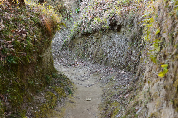 DSC_1350