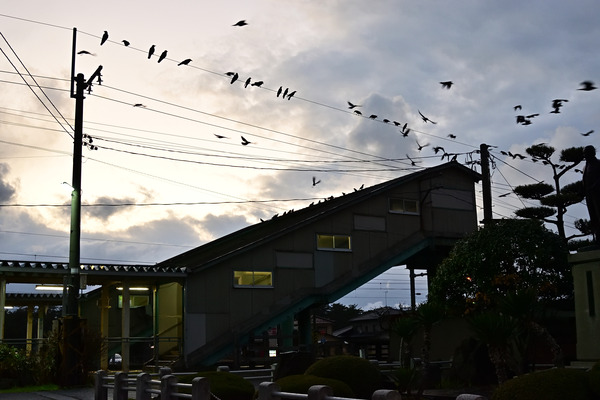 DSC_0974