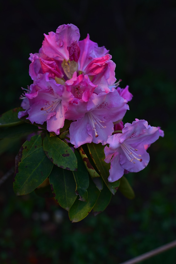DSC_0813