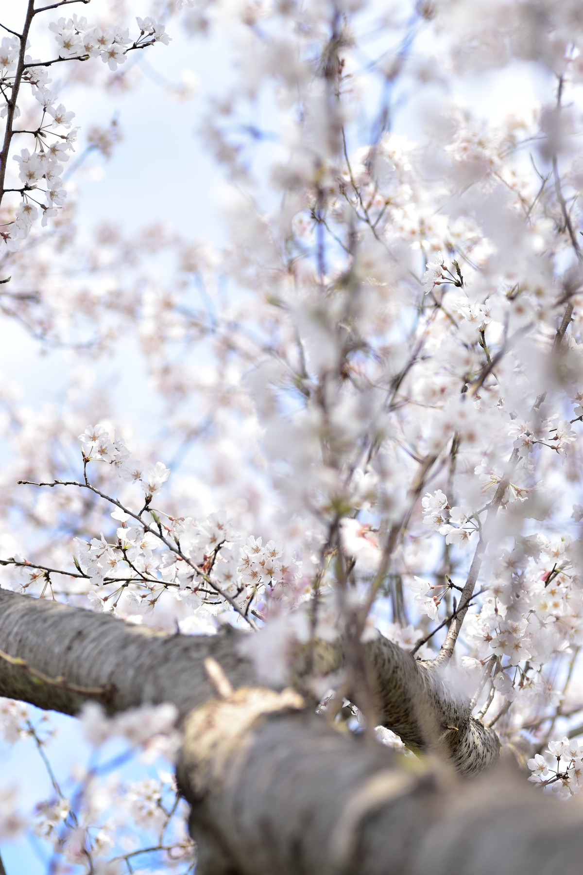 多摩川の荘川桜と淡墨桜 16年3月 後藤健太郎のブログ