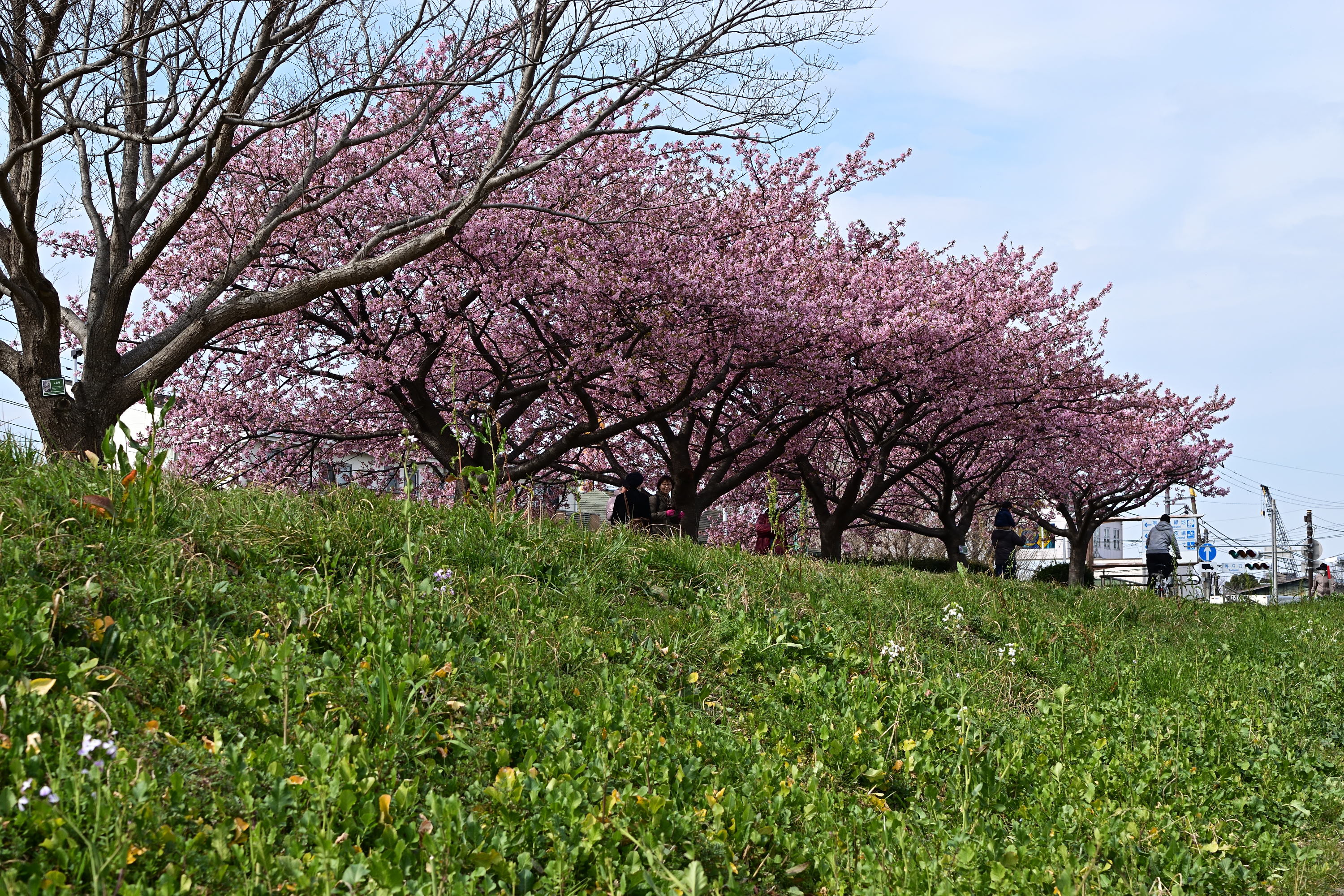 多摩川の河津桜 年 後藤健太郎のブログ