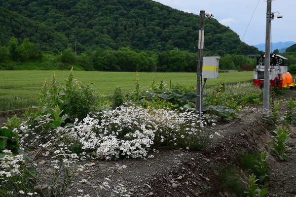 DSC_0934