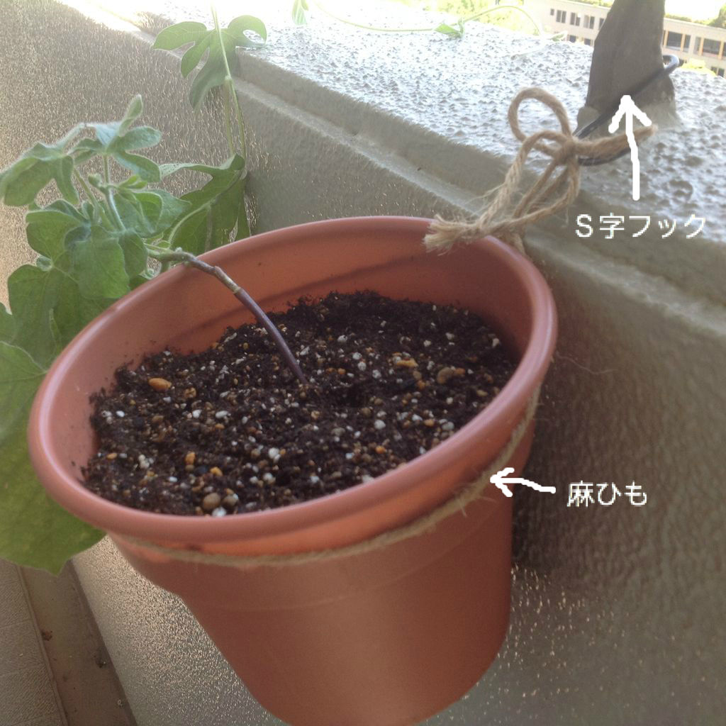 今年のベランダガーデニング しまう かざる