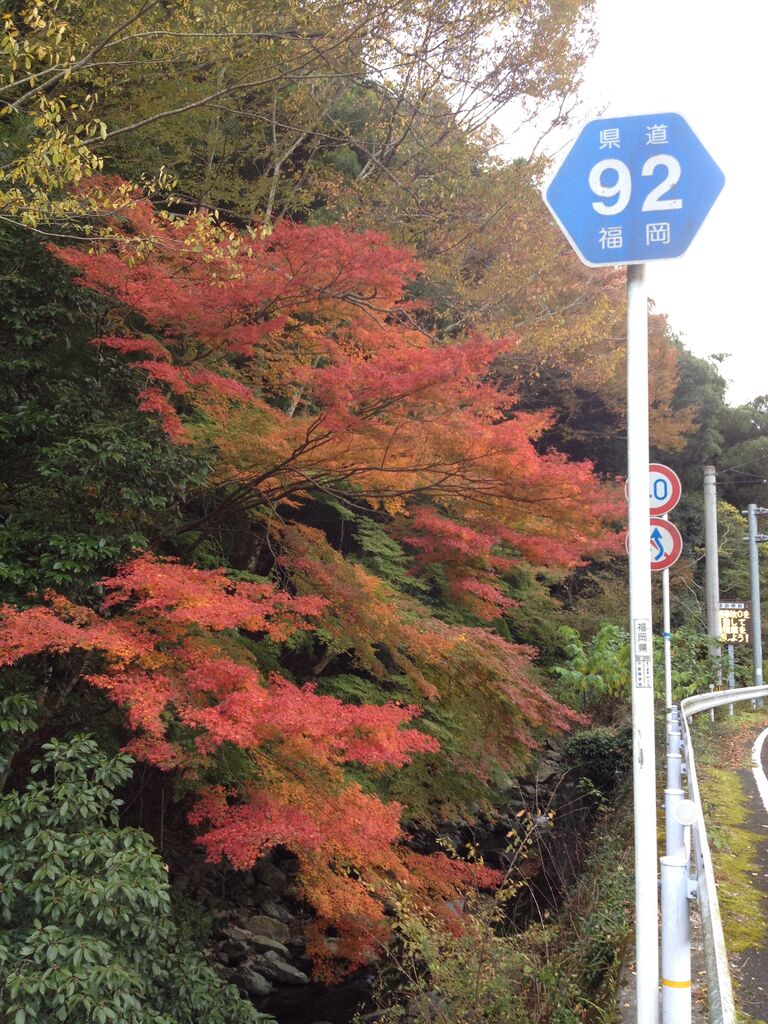 19九州紅葉情報その1 ごうの旅伝説 地元レポート忘れずに 19九州紅葉情報その1 ごうの旅伝説 地元レポート忘れずに
